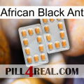 African Black Ant cialis4